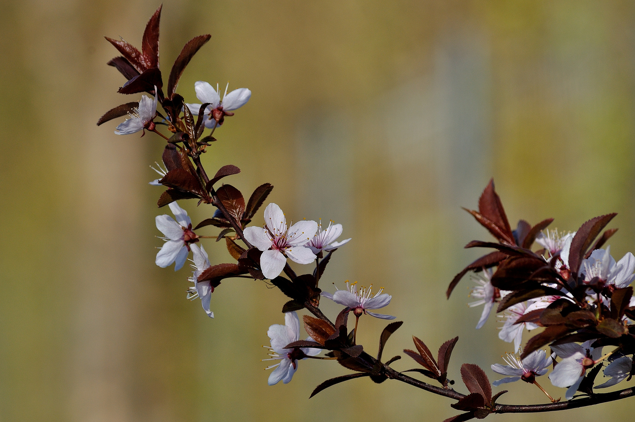 Nikon D5000 sample photo. Spring photography