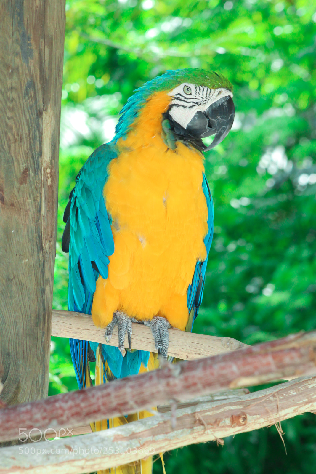 Canon EOS 1300D (EOS Rebel T6 / EOS Kiss X80) sample photo. Yellow and blue parrot photography