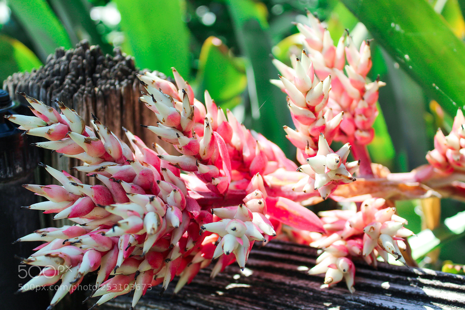 Canon EOS 1300D (EOS Rebel T6 / EOS Kiss X80) sample photo. Tropical flowers in florida photography
