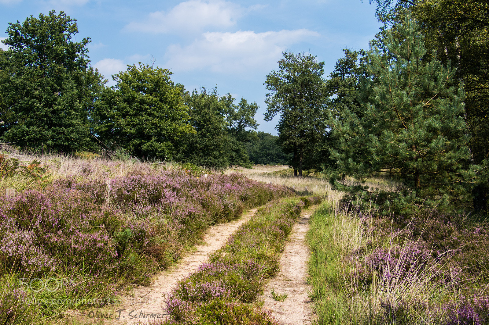 Canon EOS 80D sample photo. A path in de photography