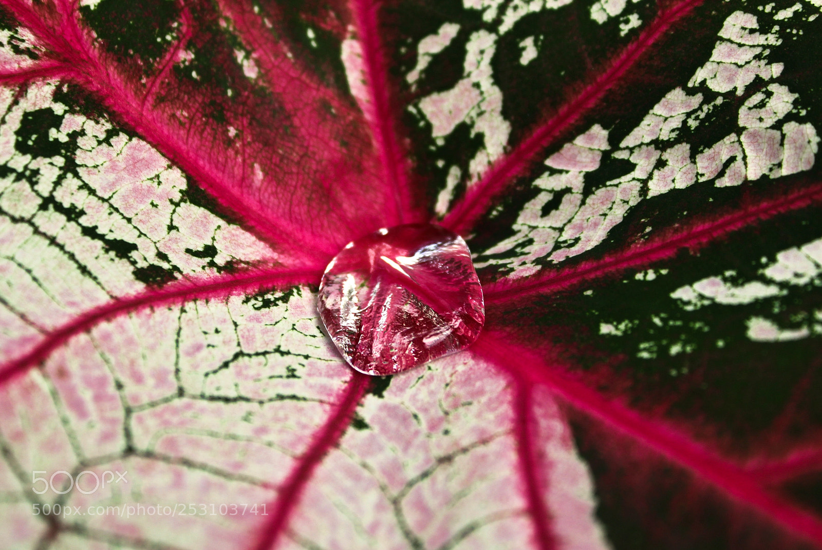 Canon EOS 600D (Rebel EOS T3i / EOS Kiss X5) sample photo. Water repellant photography