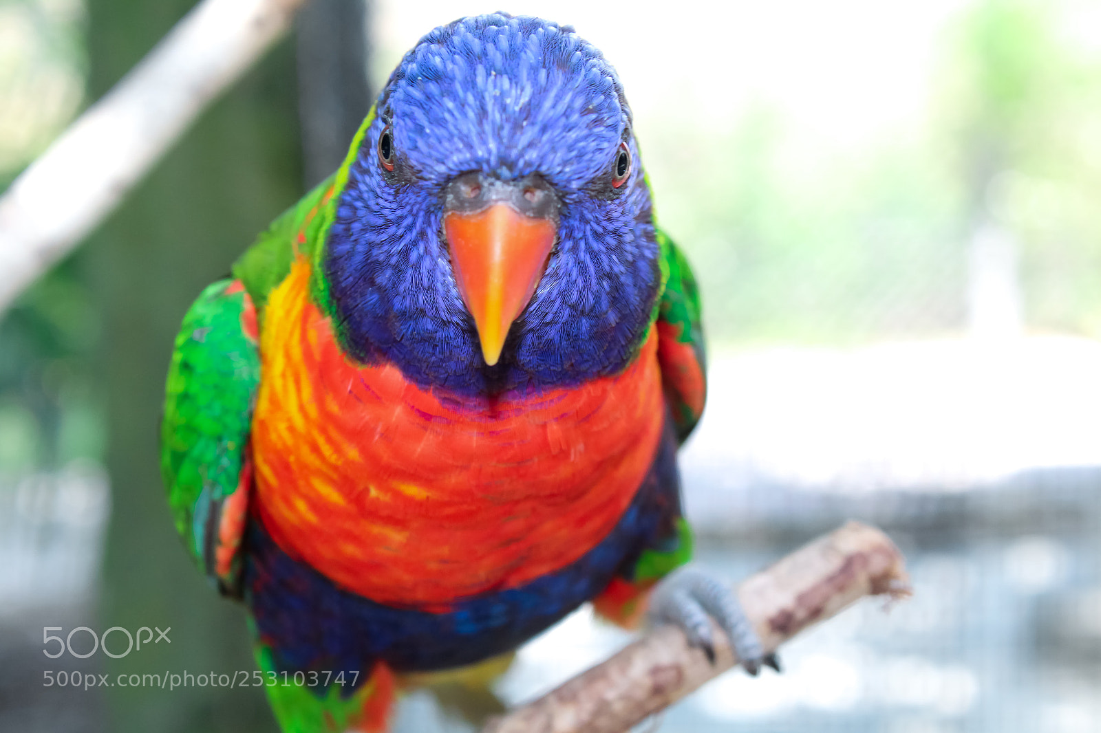 Canon EOS 1300D (EOS Rebel T6 / EOS Kiss X80) sample photo. Colored parrot photography
