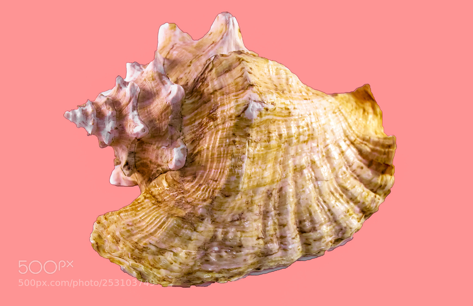 Canon EOS 1300D (EOS Rebel T6 / EOS Kiss X80) sample photo. Natural seashell from pompano photography