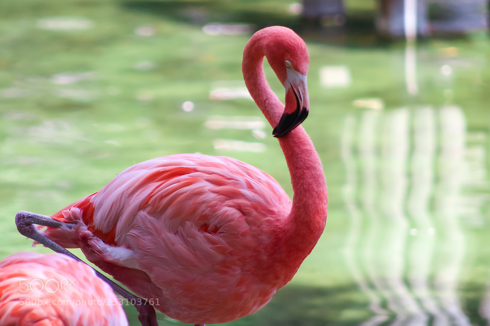 Canon EOS 1300D (EOS Rebel T6 / EOS Kiss X80) sample photo. Pink flamingo in a photography