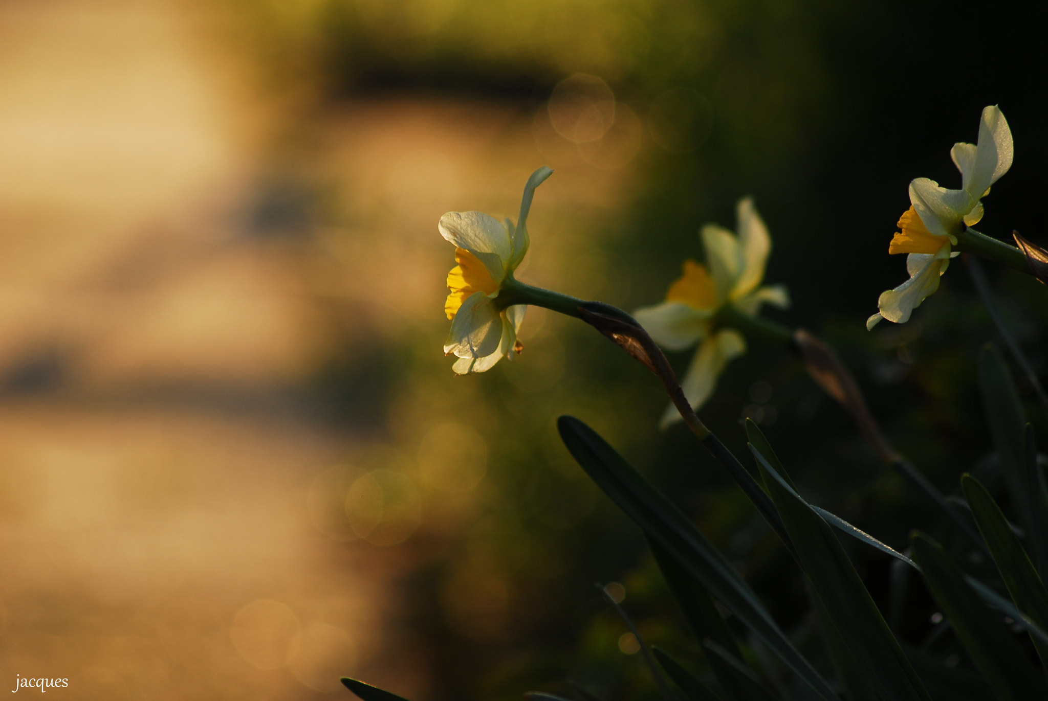 Sigma 70-300mm F4-5.6 APO DG Macro sample photo. Jasmin photography