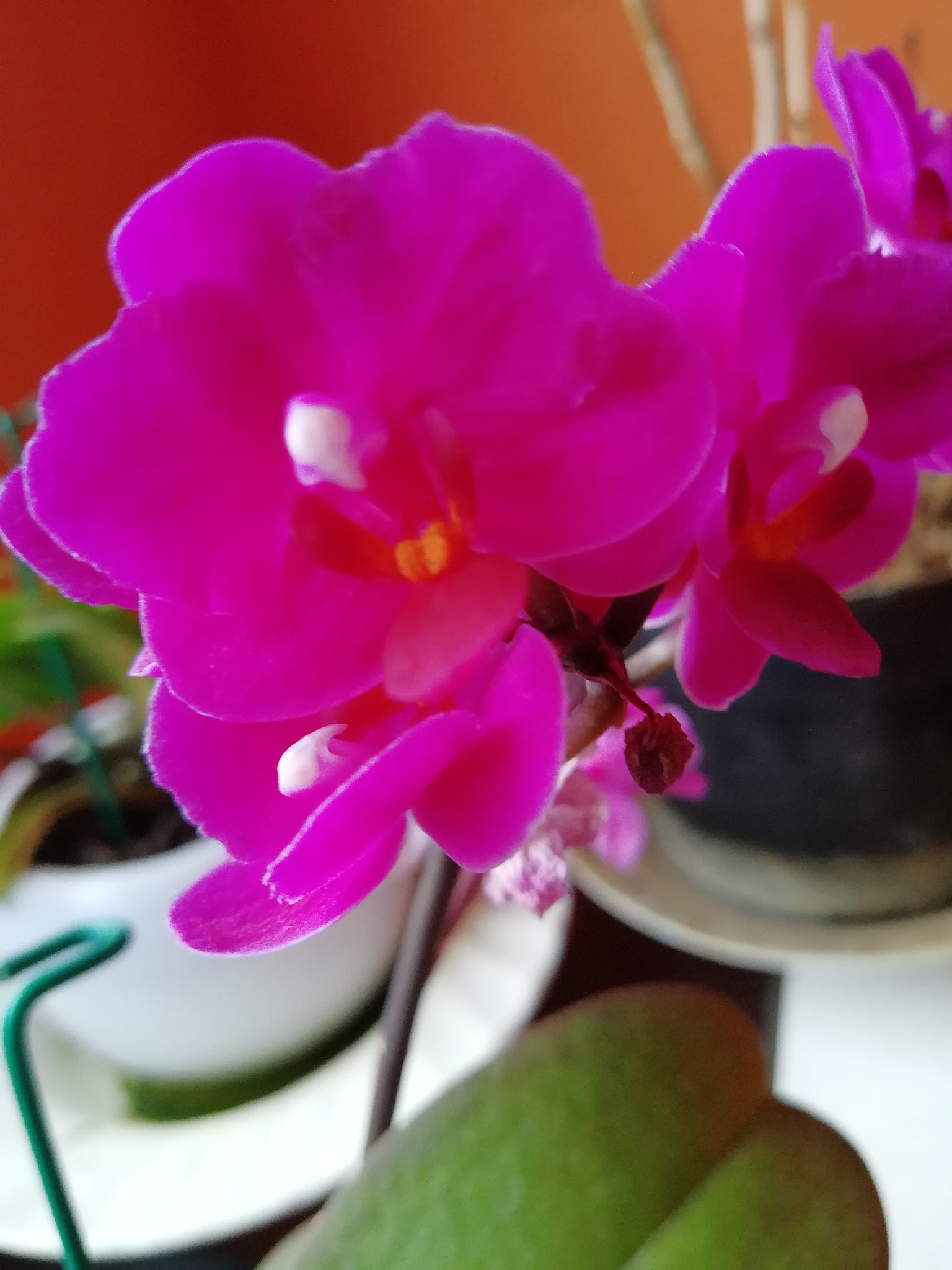 HUAWEI nova 2 Plus sample photo