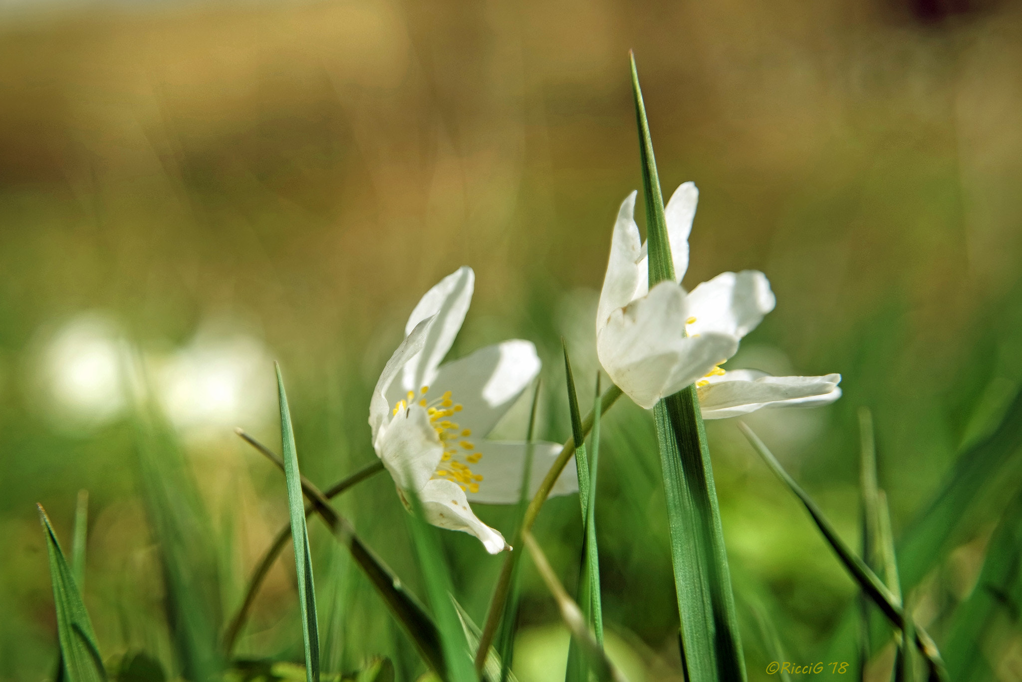 Samsung NX3300 sample photo. BuschwindrÖschen photography