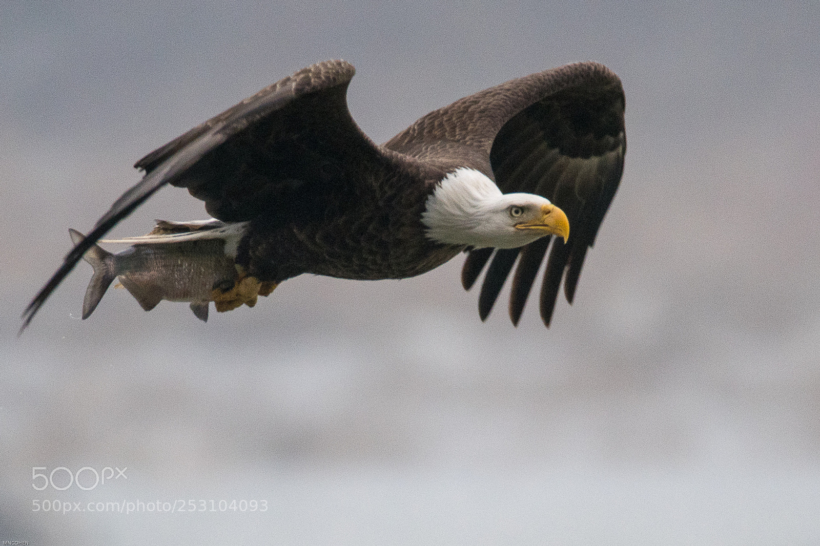 Nikon D500 sample photo. Bald eagle in flight photography