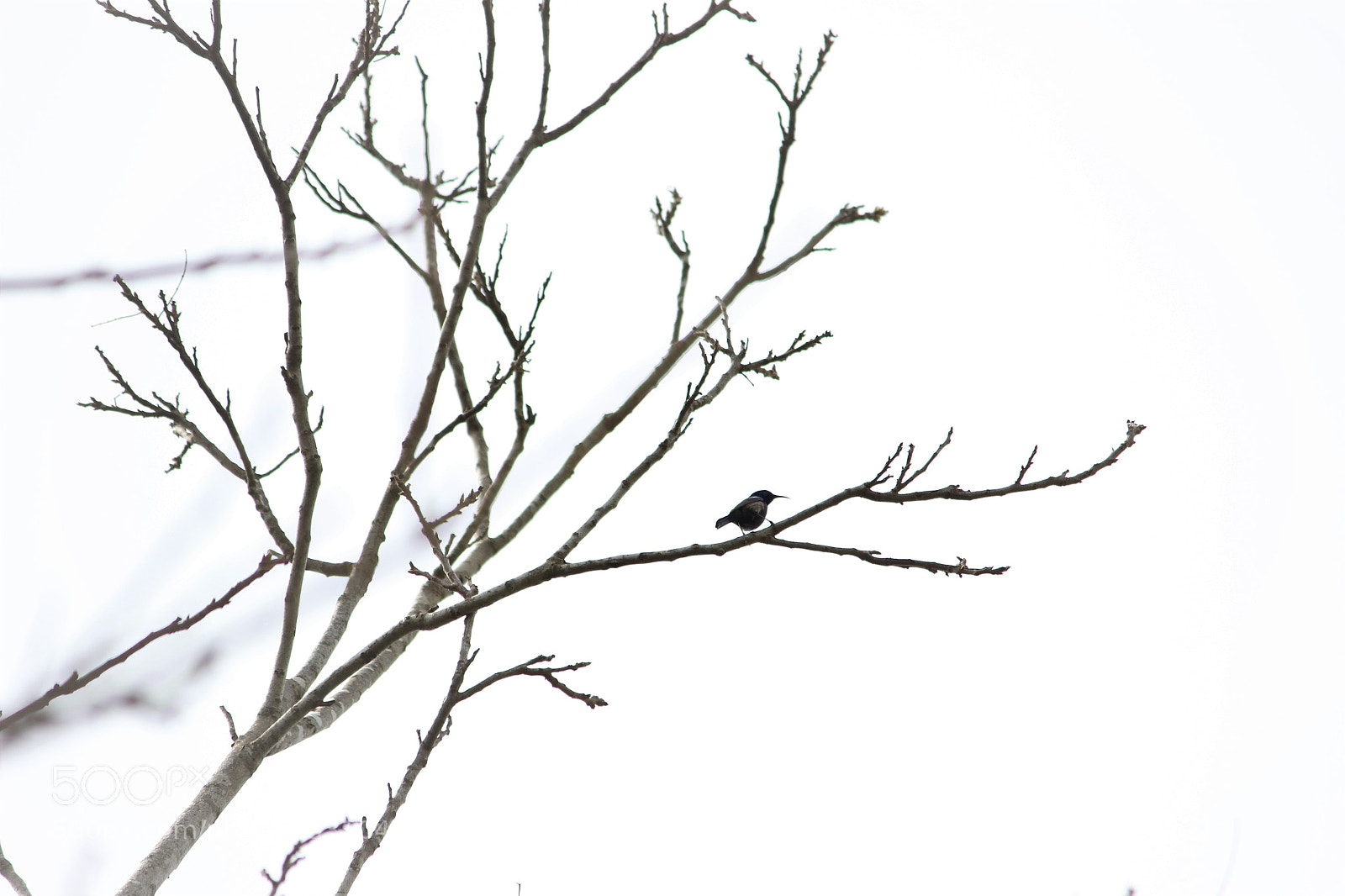 Canon EOS 600D (Rebel EOS T3i / EOS Kiss X5) sample photo. Img photography