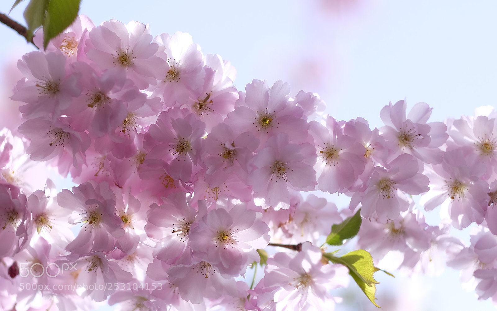 Fujifilm X-T2 sample photo. Spring pink photography