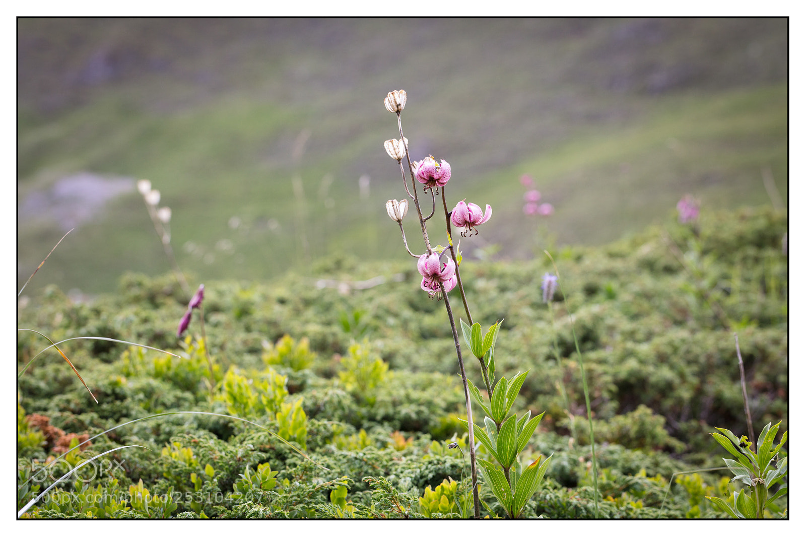 Canon EOS 5DS R sample photo. Lilium martagon the old photography