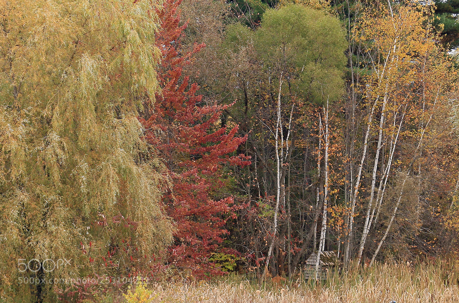 Canon EOS 70D sample photo. Colors photography