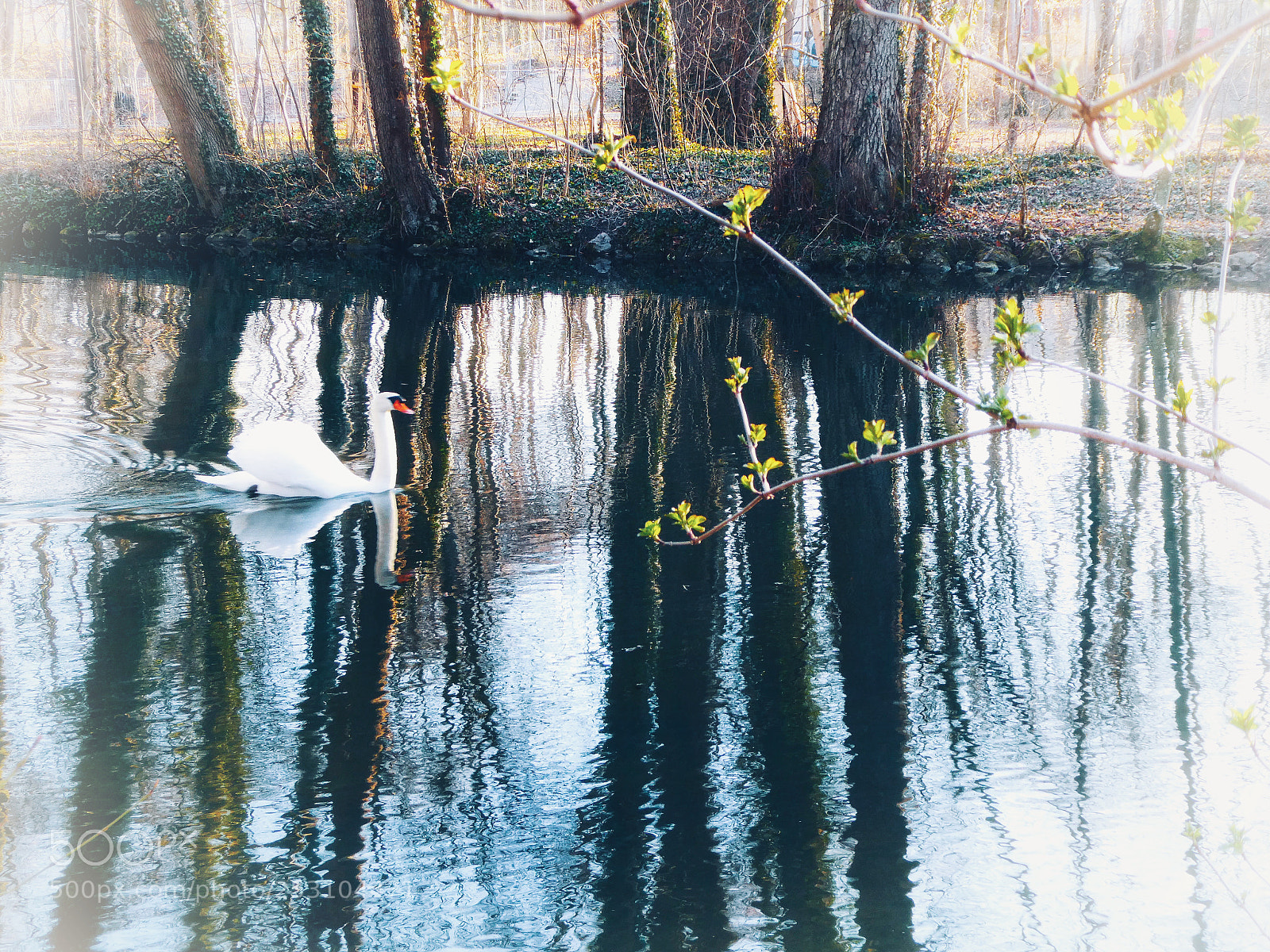 Panasonic Lumix DC-ZS70 (Lumix DC-TZ90) sample photo. Swan in winter photography