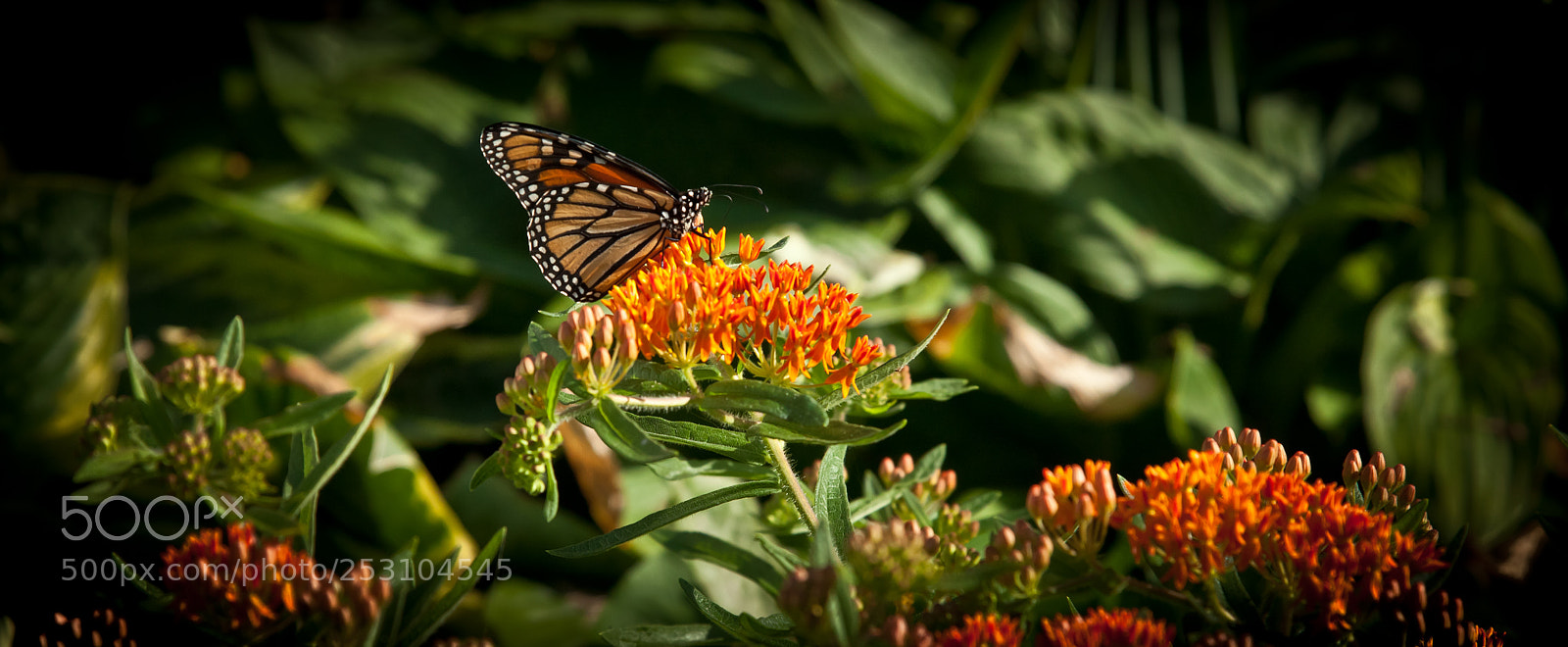 Canon EOS 5D Mark II sample photo. Monarchs and blooms photography