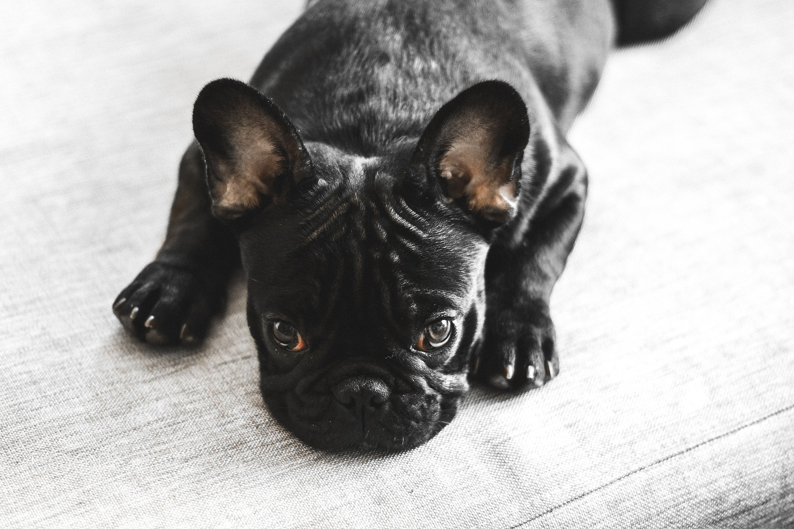 Nikon D7200 sample photo. Frenchie photography