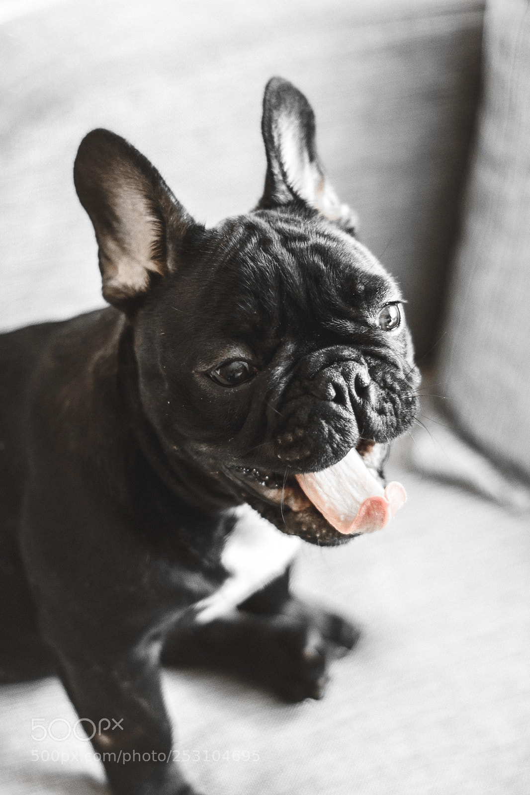 Nikon D7200 sample photo. Frenchie yawing photography