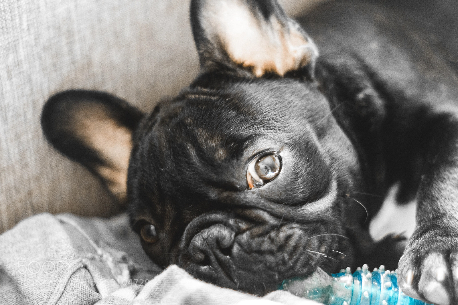 Nikon D7200 sample photo. Frenchie with a toy photography