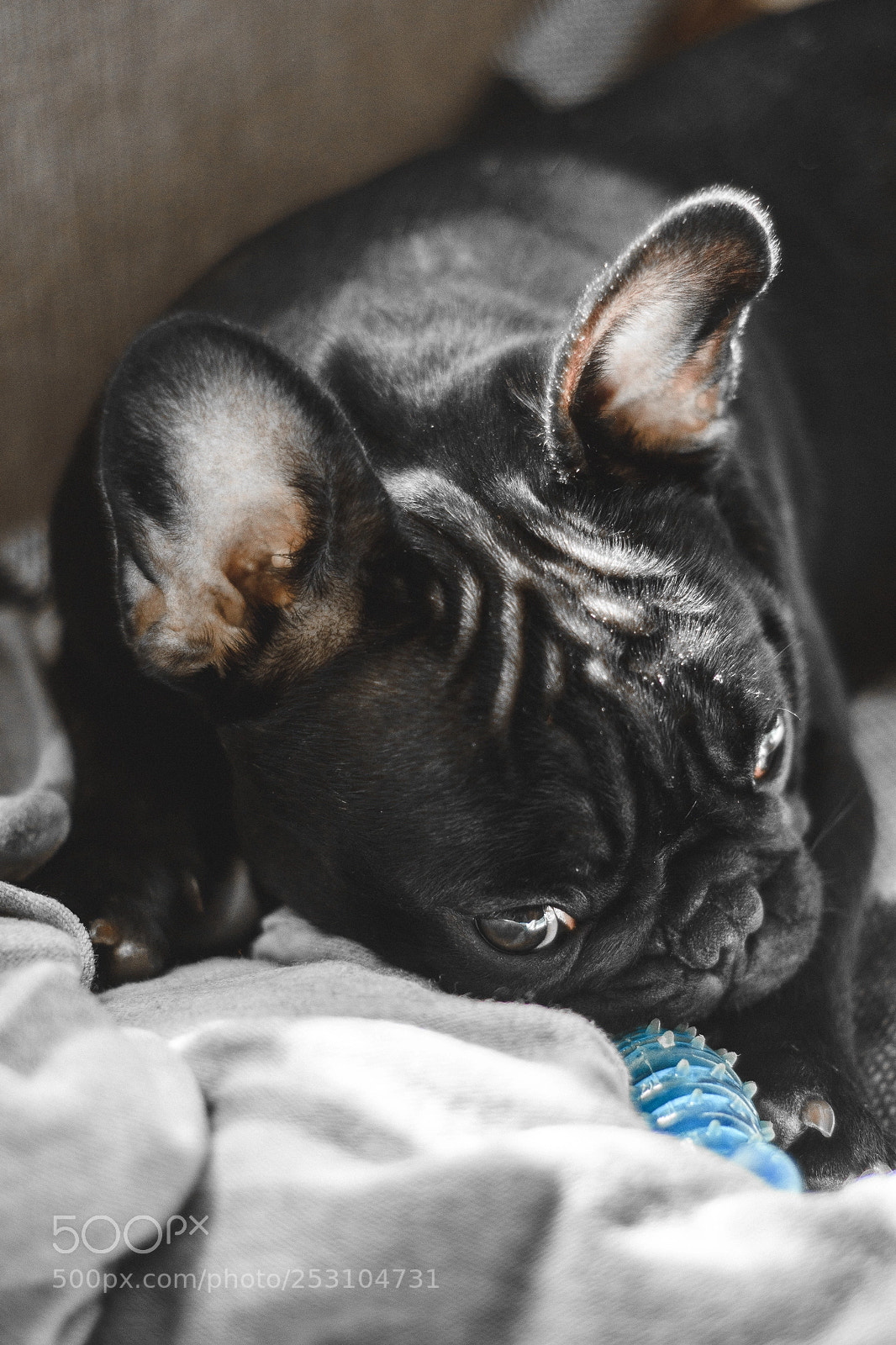 Nikon D7200 sample photo. Frenchie chewing photography