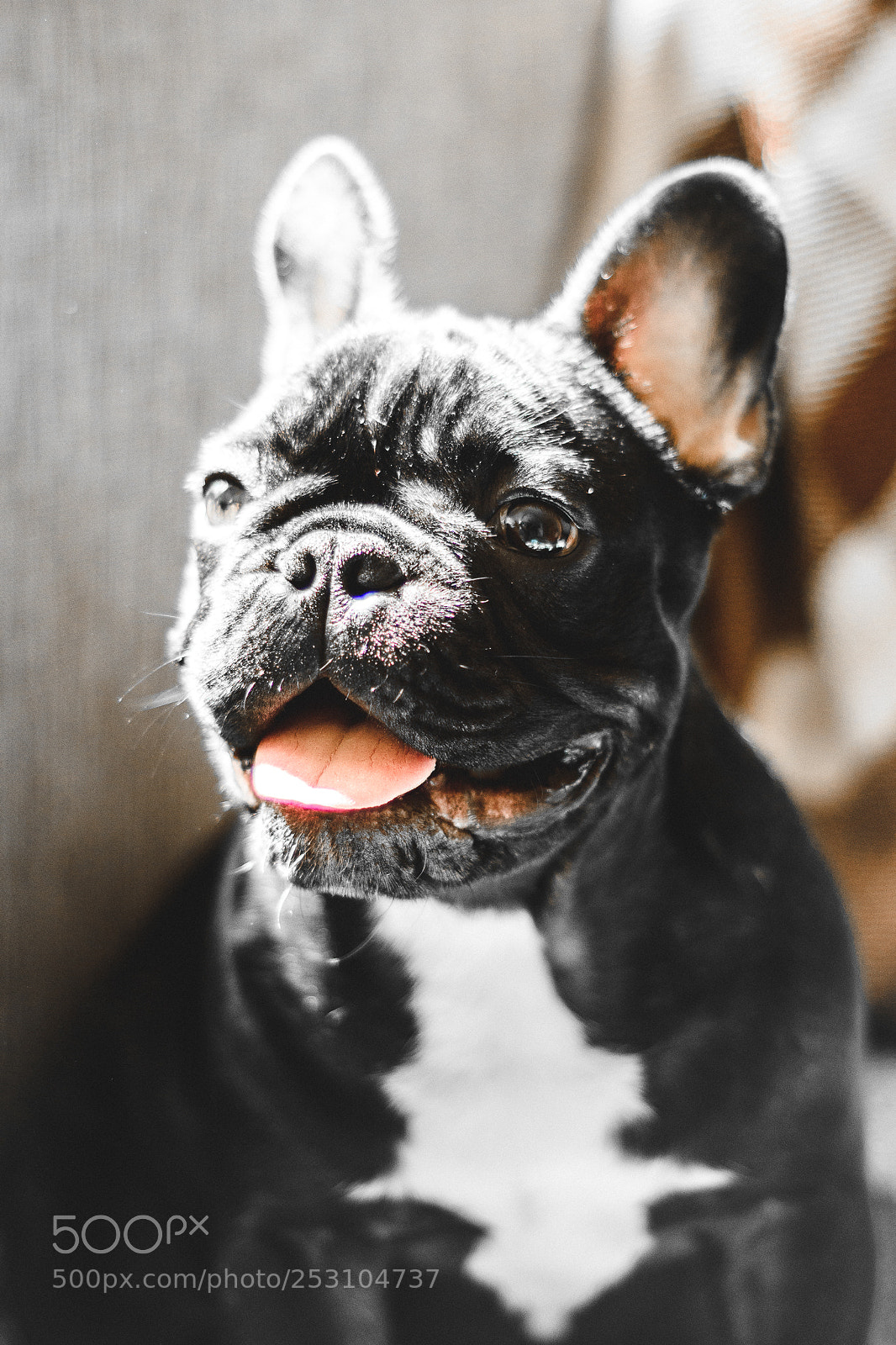 Nikon D7200 sample photo. Frenchie portrait photography