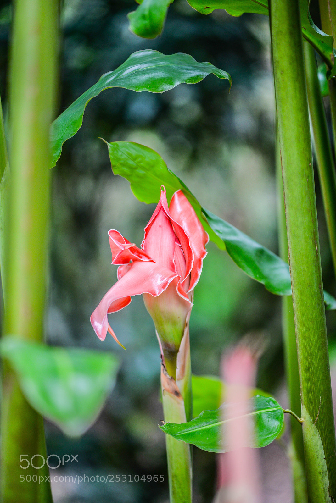 Nikon D610 sample photo. Colombian tropical flower photography