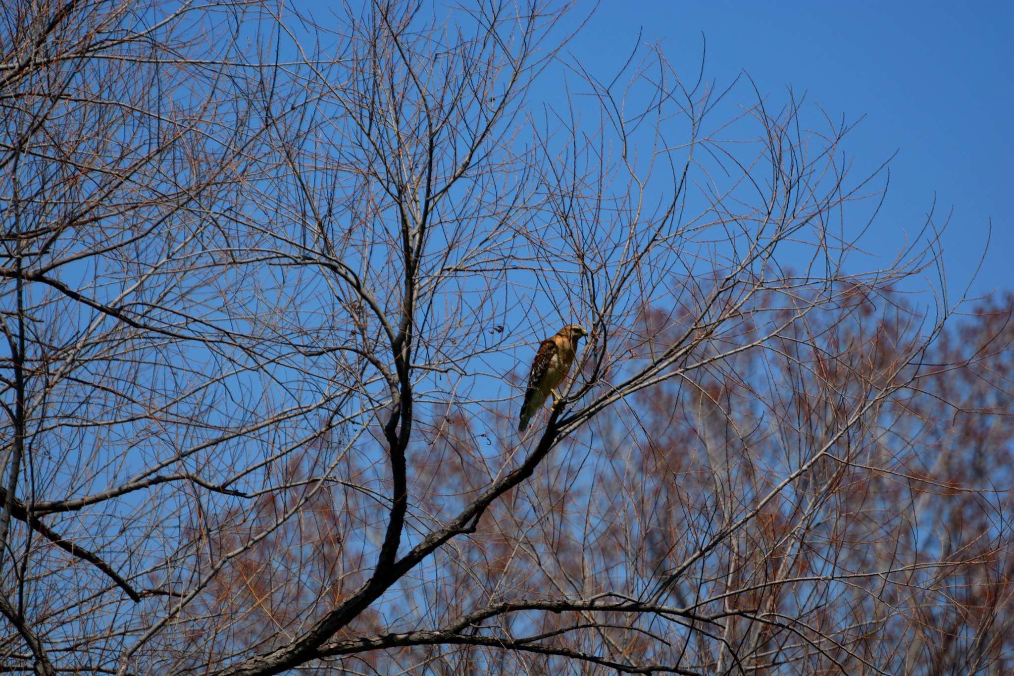 Nikon D5200 sample photo. Raptor noon 01 photography
