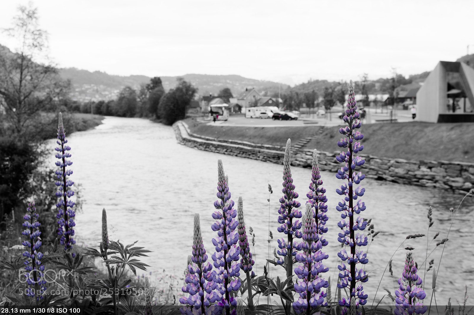 Pentax K-3 II sample photo. Flowers in norway photography