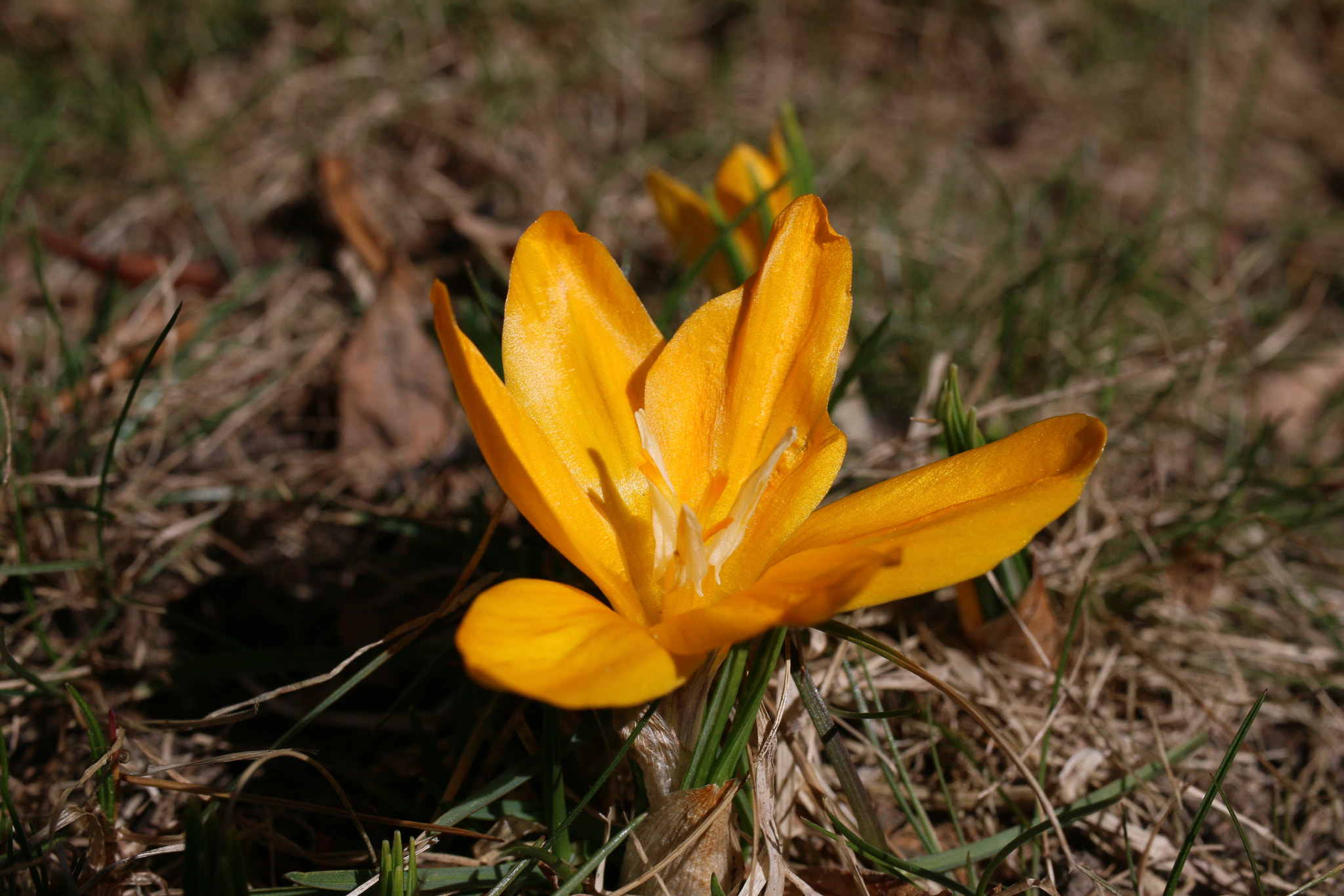 Canon EF-S 35mm F2.8 Macro IS STM sample photo. Color of spring photography