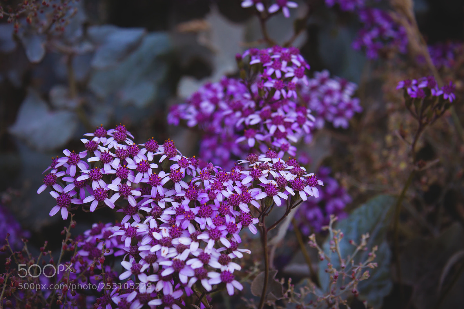 Canon EOS 1100D (EOS Rebel T3 / EOS Kiss X50) sample photo. Violet flowers from madeira photography