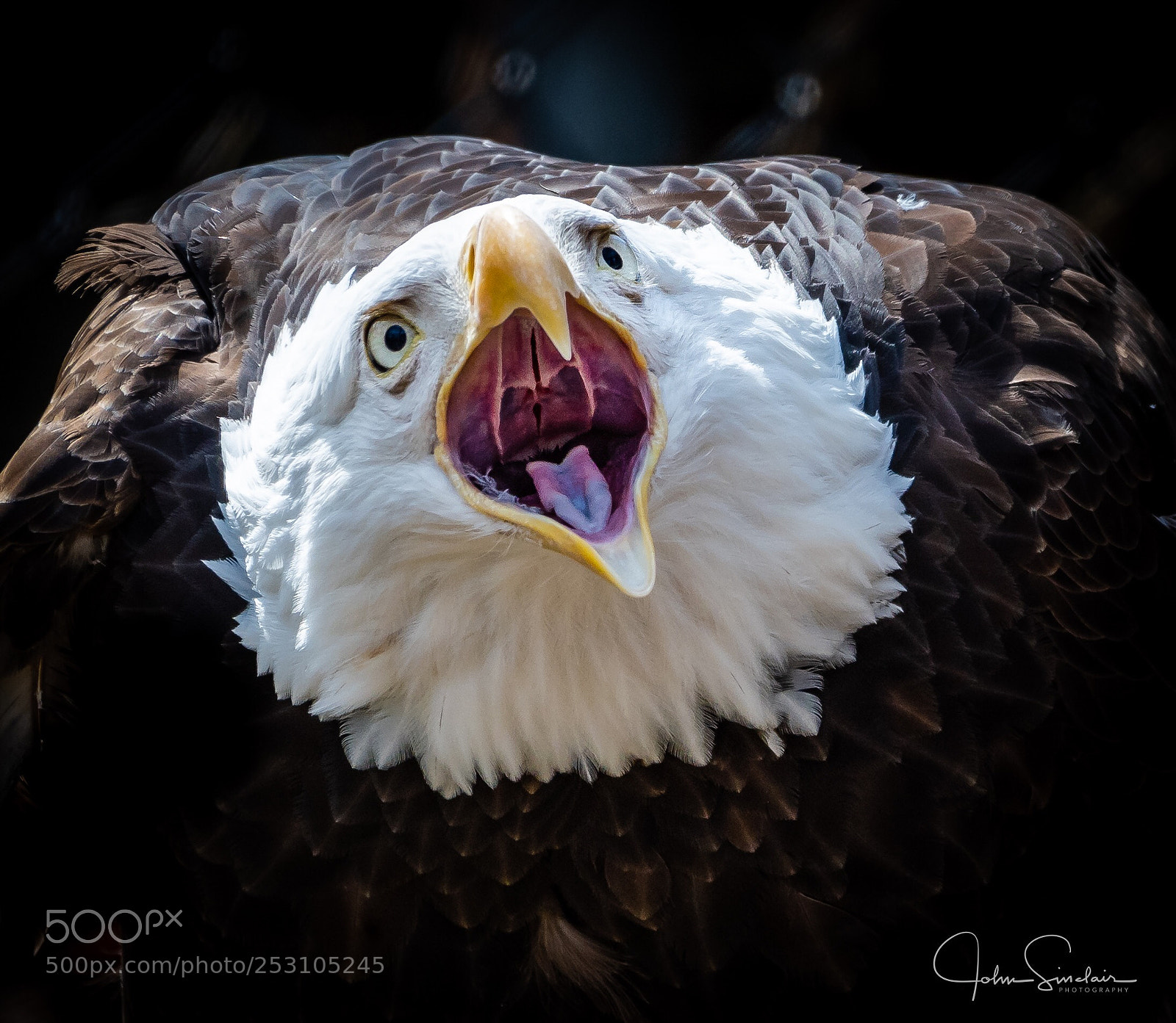 Nikon D500 sample photo. American bald eagle photography