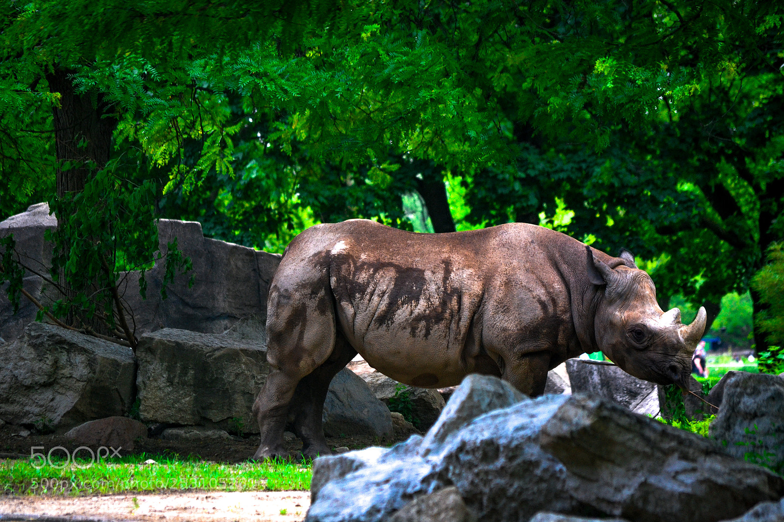 Nikon D3100 sample photo. Rino photography