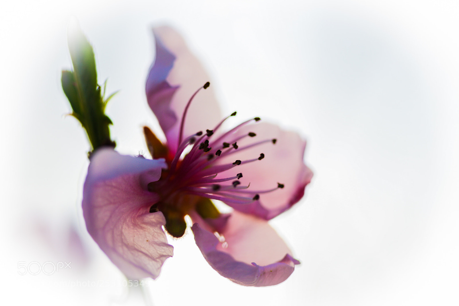 Canon EOS 1000D (EOS Digital Rebel XS / EOS Kiss F) sample photo. Blossom photography