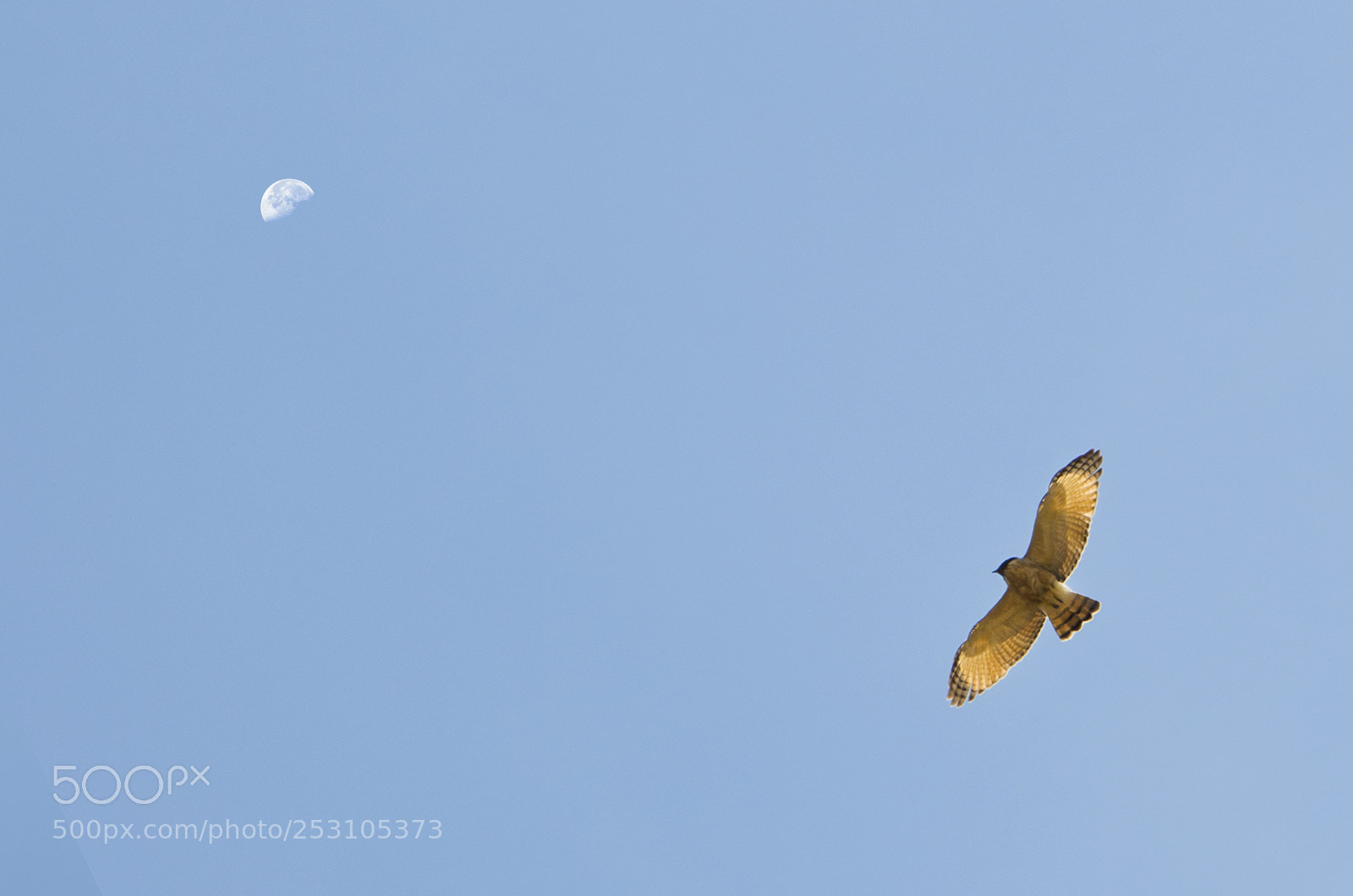 Nikon D5100 sample photo. Vuelo en libertad photography