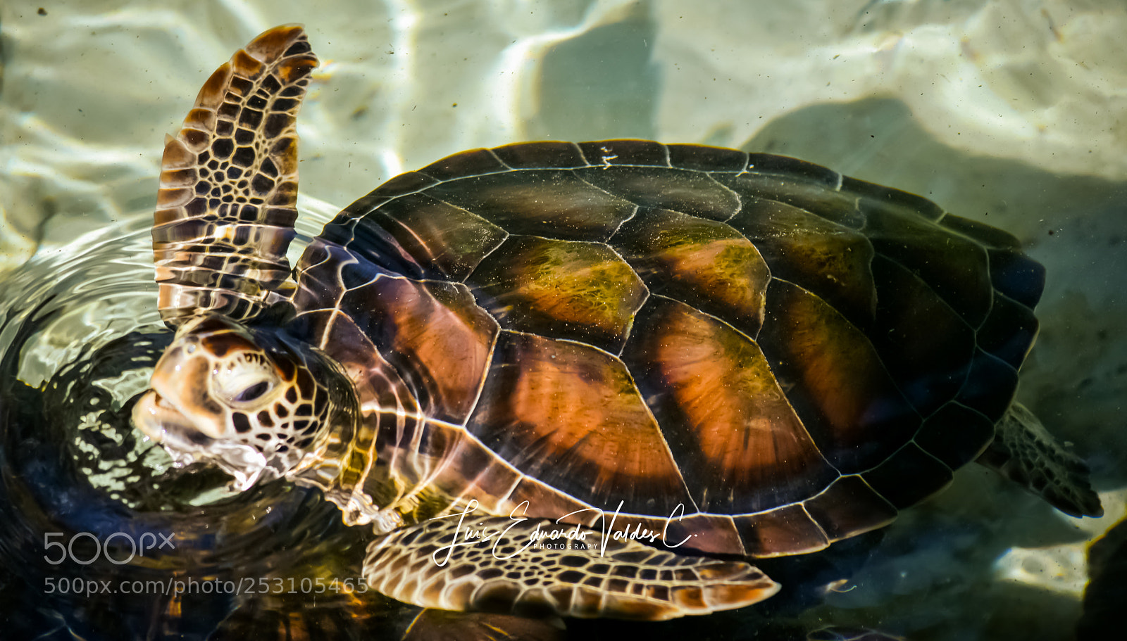 Nikon D7200 sample photo. Turtle photography