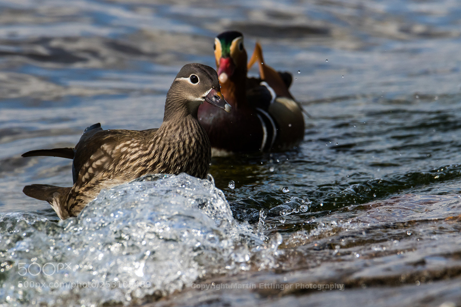 Canon EOS 7D Mark II sample photo. Mandarin duck aix galericulata photography