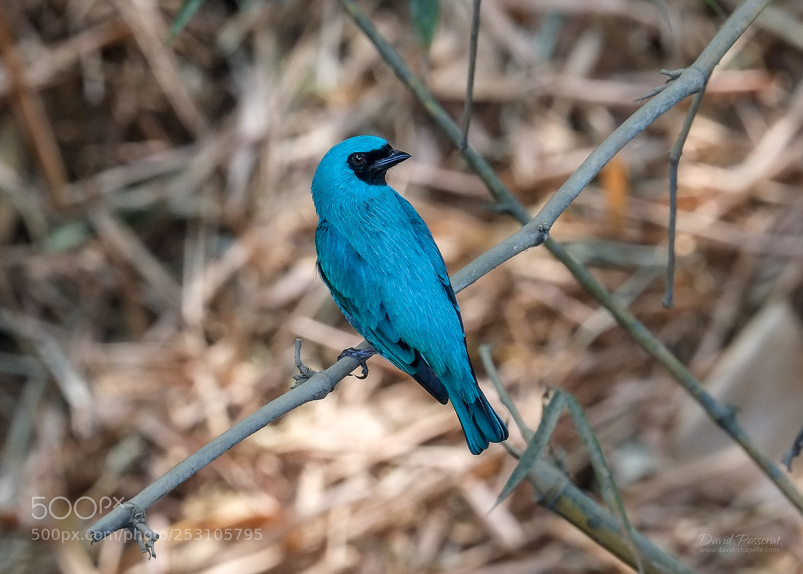 Fujifilm X-E1 sample photo. Azure jay. photography