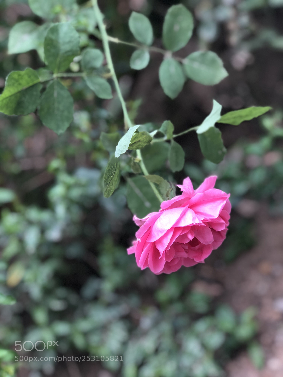 Apple iPhone 8 Plus sample photo. Flower photography