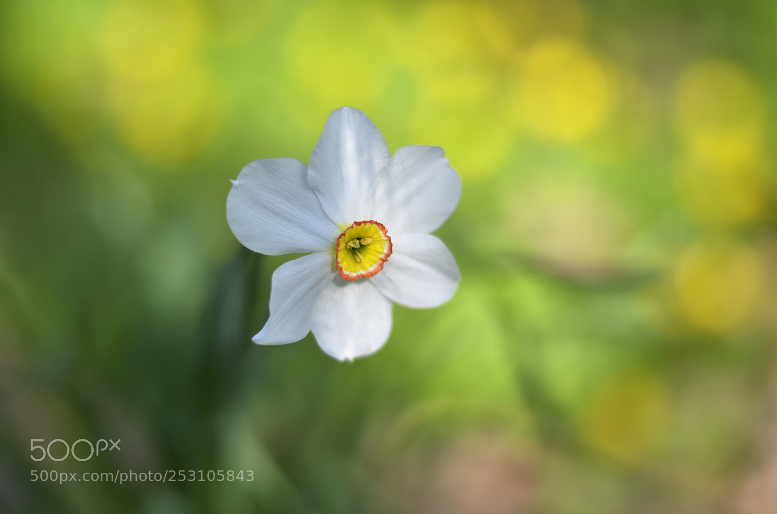 Nikon D7000 sample photo. Daffodil photography
