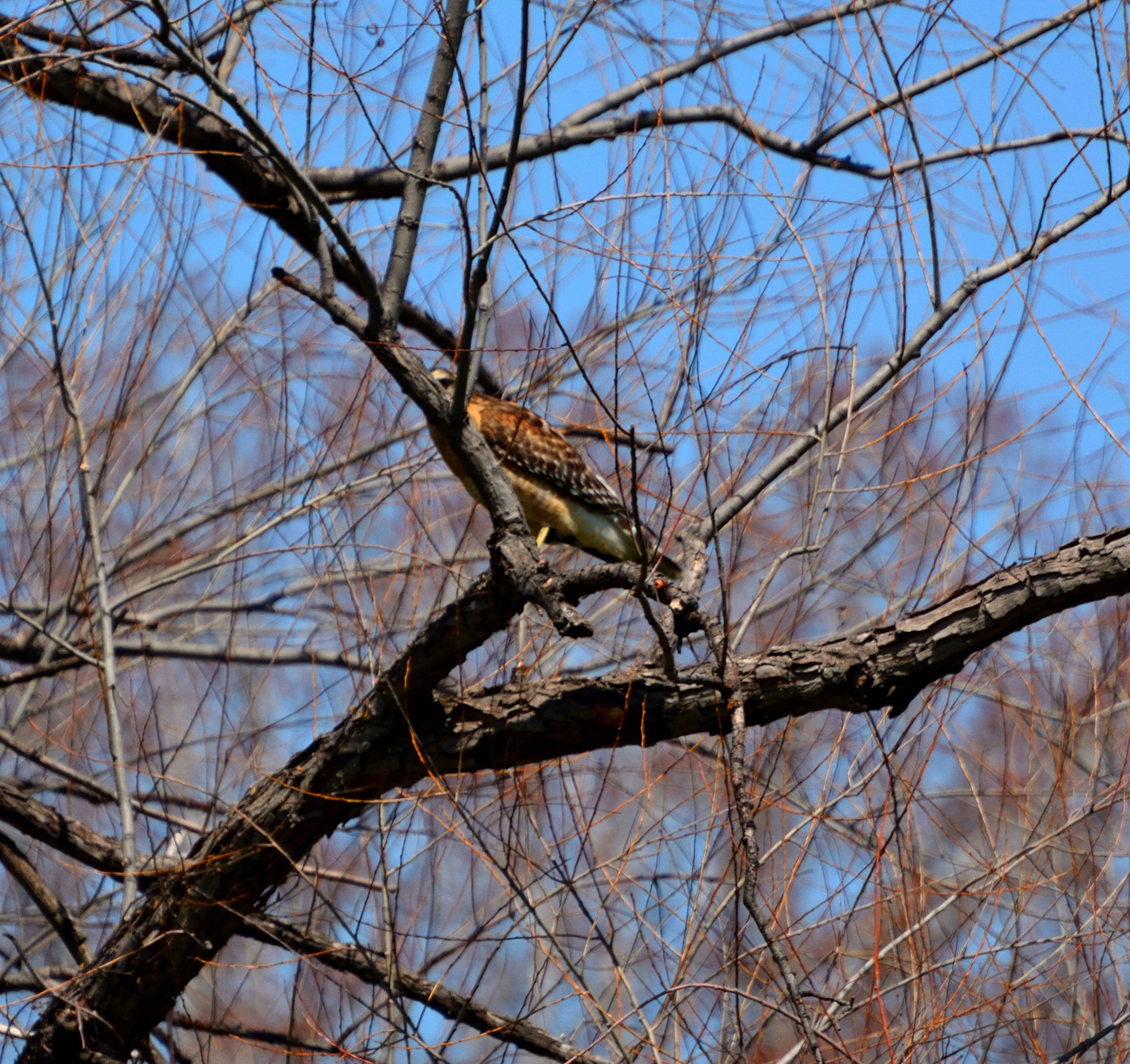 Nikon D5200 sample photo. Raptor noon 02 photography
