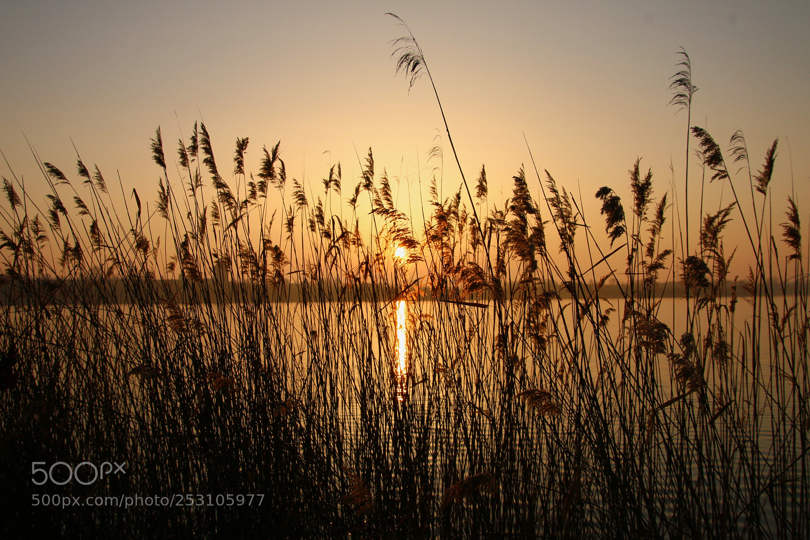 Canon EOS 70D sample photo. Morning clory photography