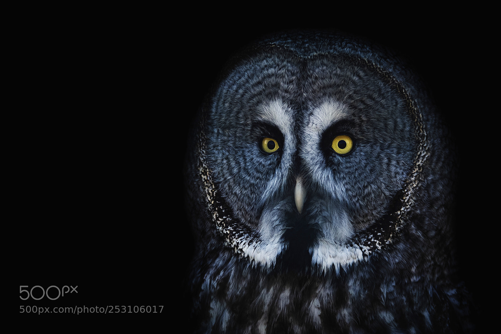 Nikon D7100 sample photo. Great grey owl photography
