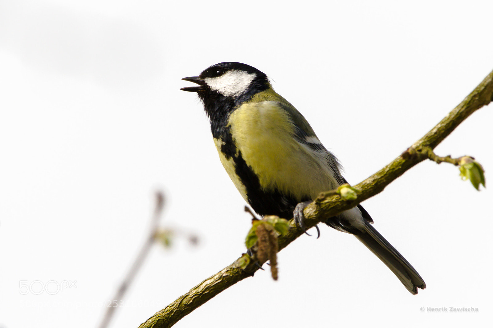 Canon EOS 7D sample photo. Great tit photography