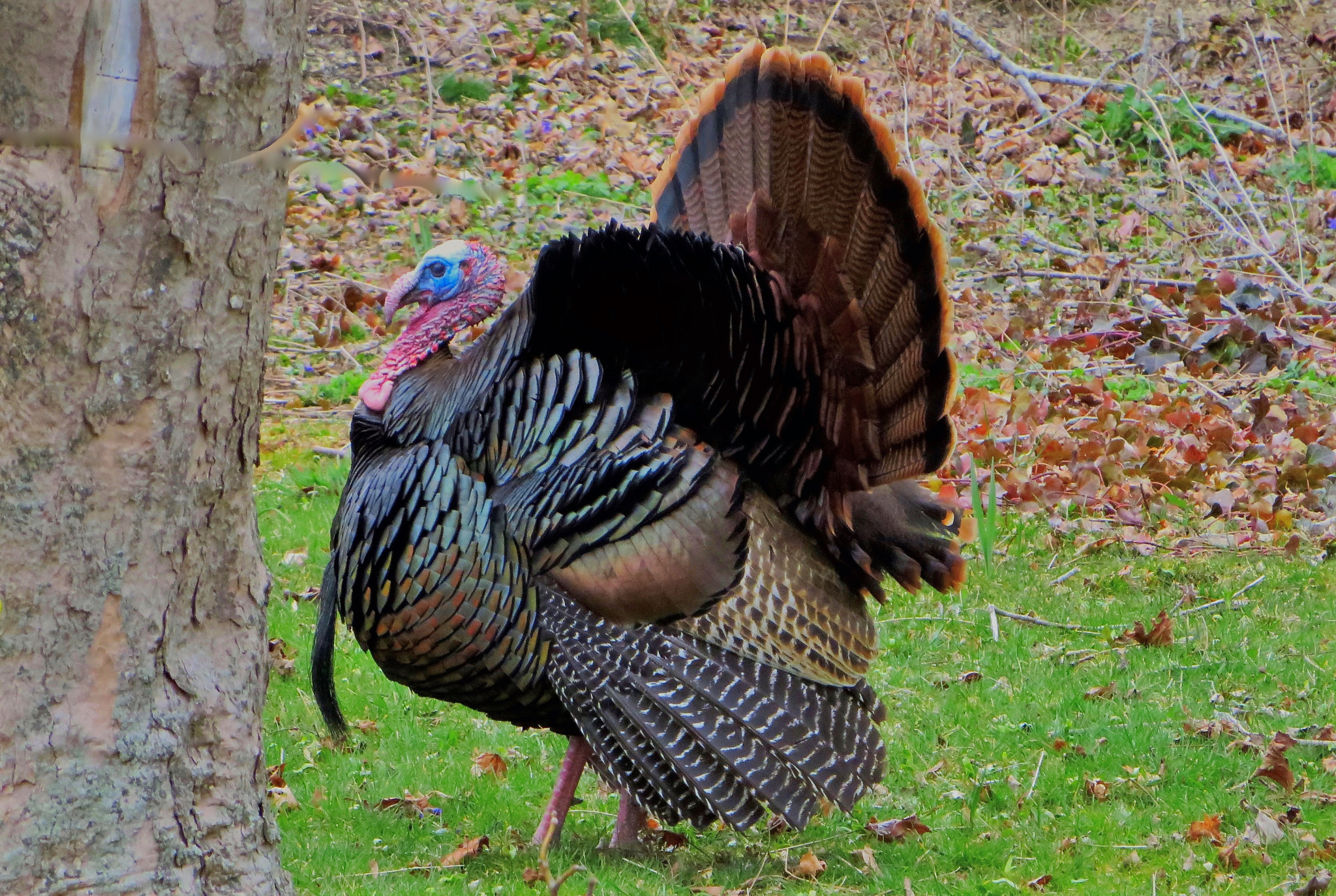 Canon PowerShot SX280 HS sample photo. Bird photography