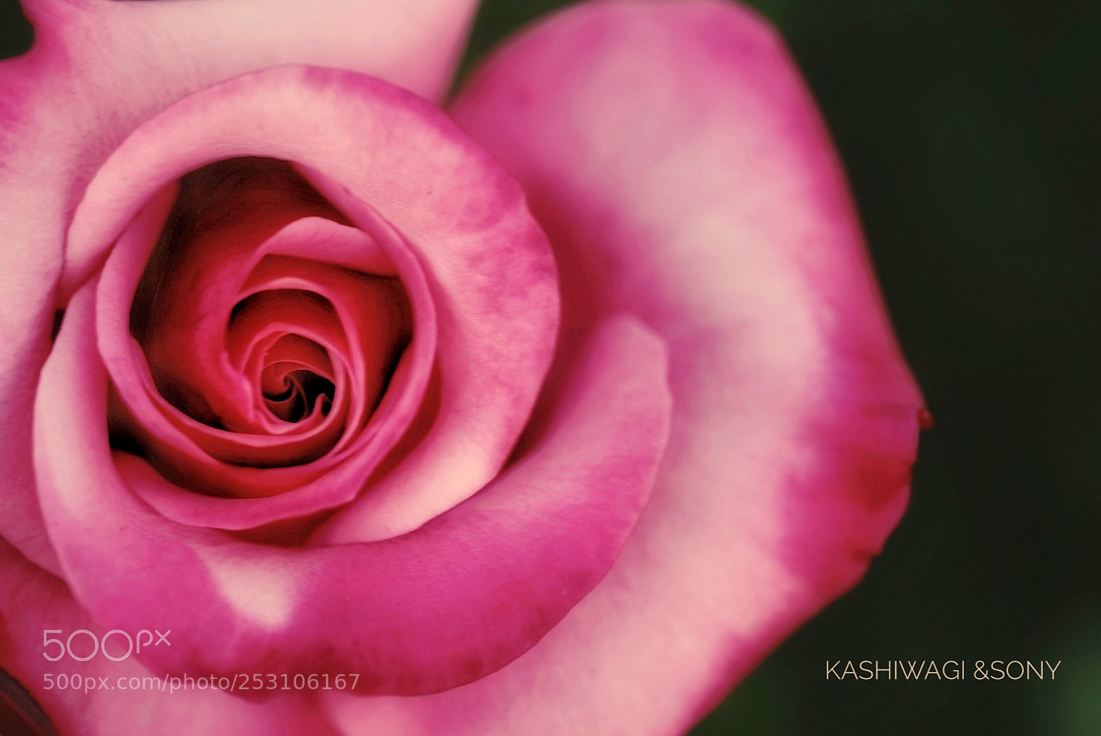 Sony a7 II sample photo. Gräfin sonia/ germany  1994 photography