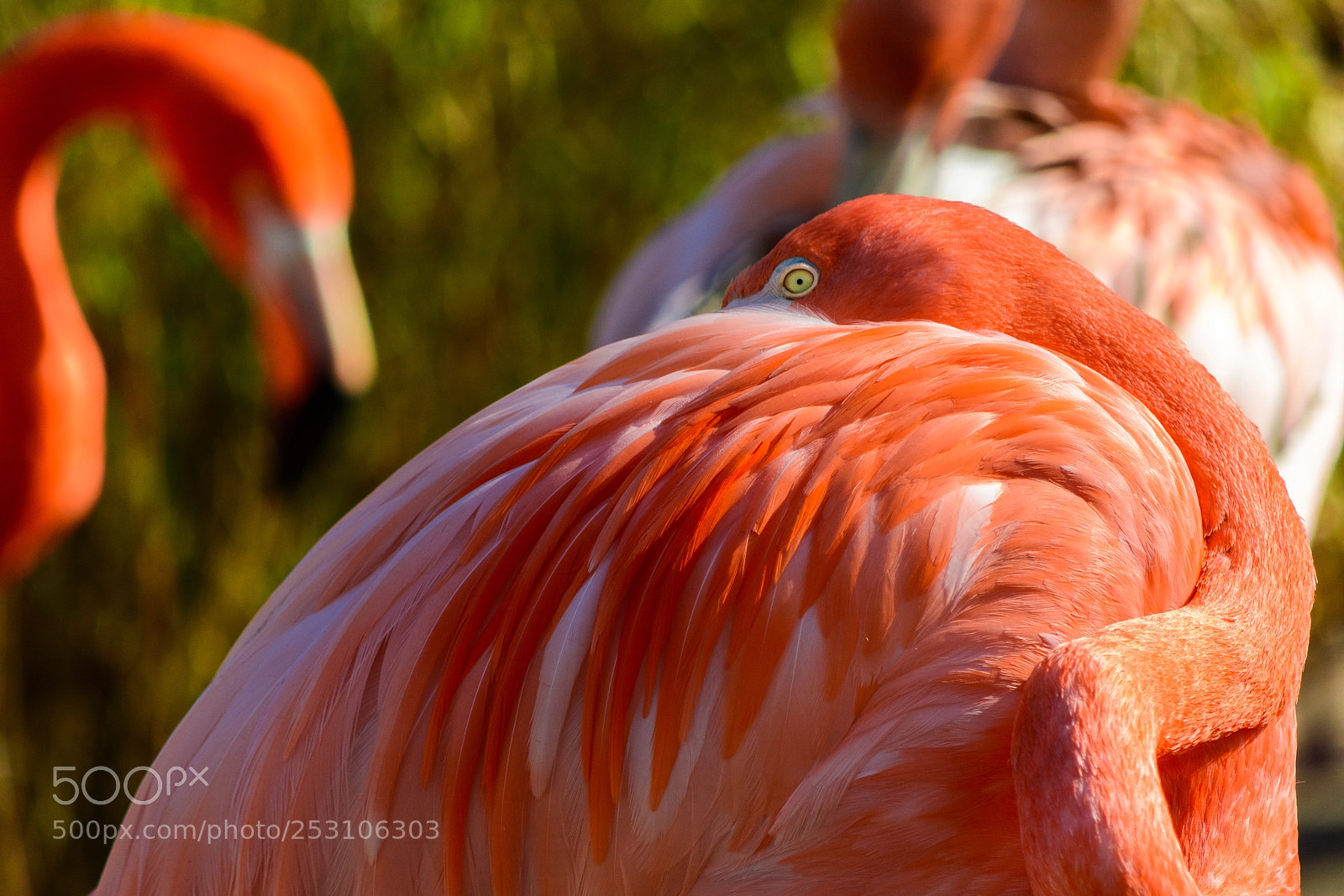 Nikon D7100 sample photo. Flamingo photography