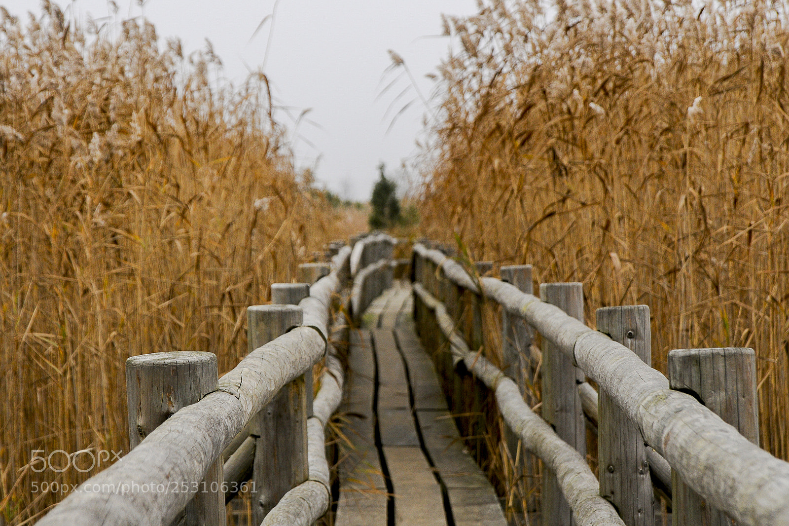 Nikon D300 sample photo. Wooden trail in a photography