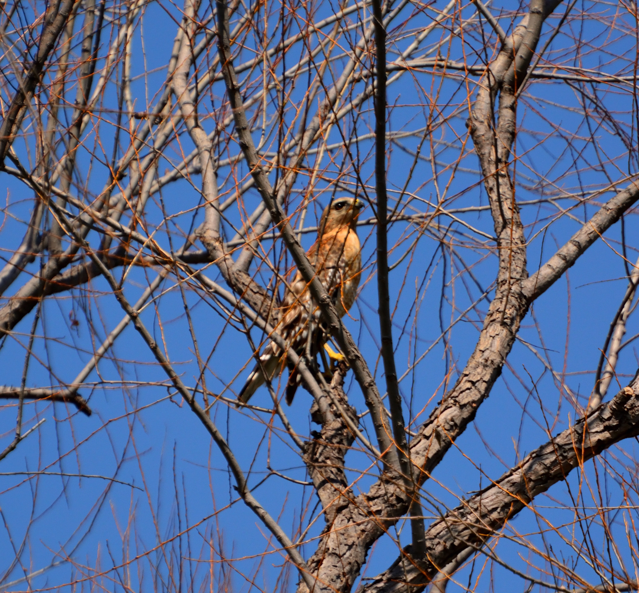 Nikon D5200 sample photo. Raptor noon 03 photography
