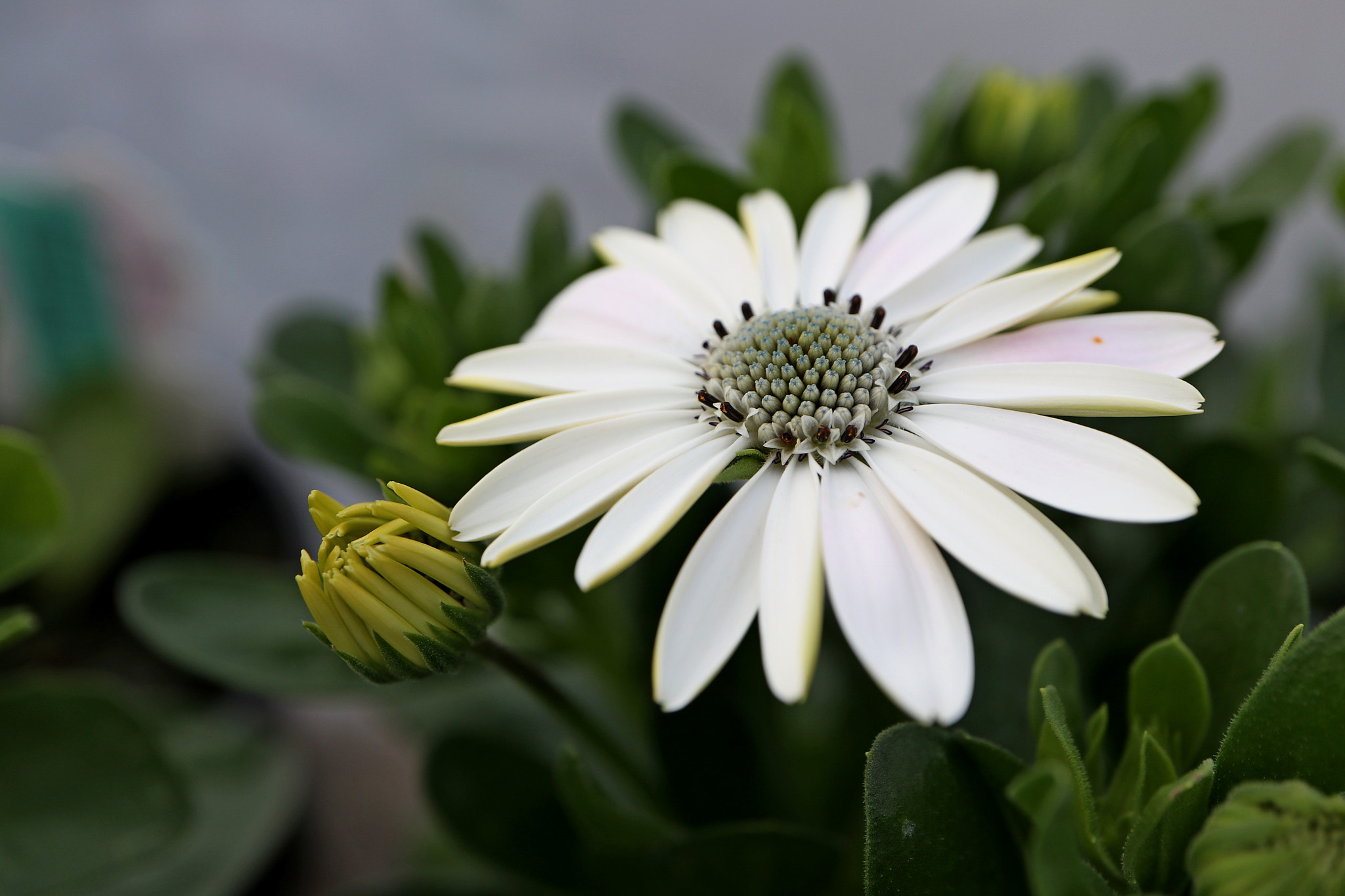 Canon EOS M5 + Canon EF-M 28mm F3.5 Macro IS STM sample photo. Osteospermum photography