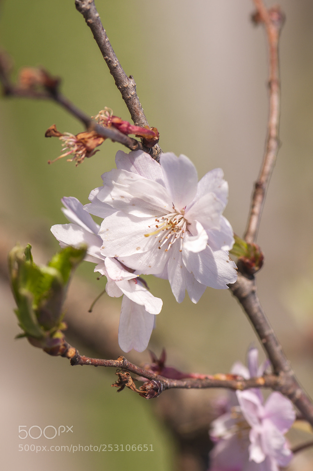 Nikon D90 sample photo. Blooming tree branches photography