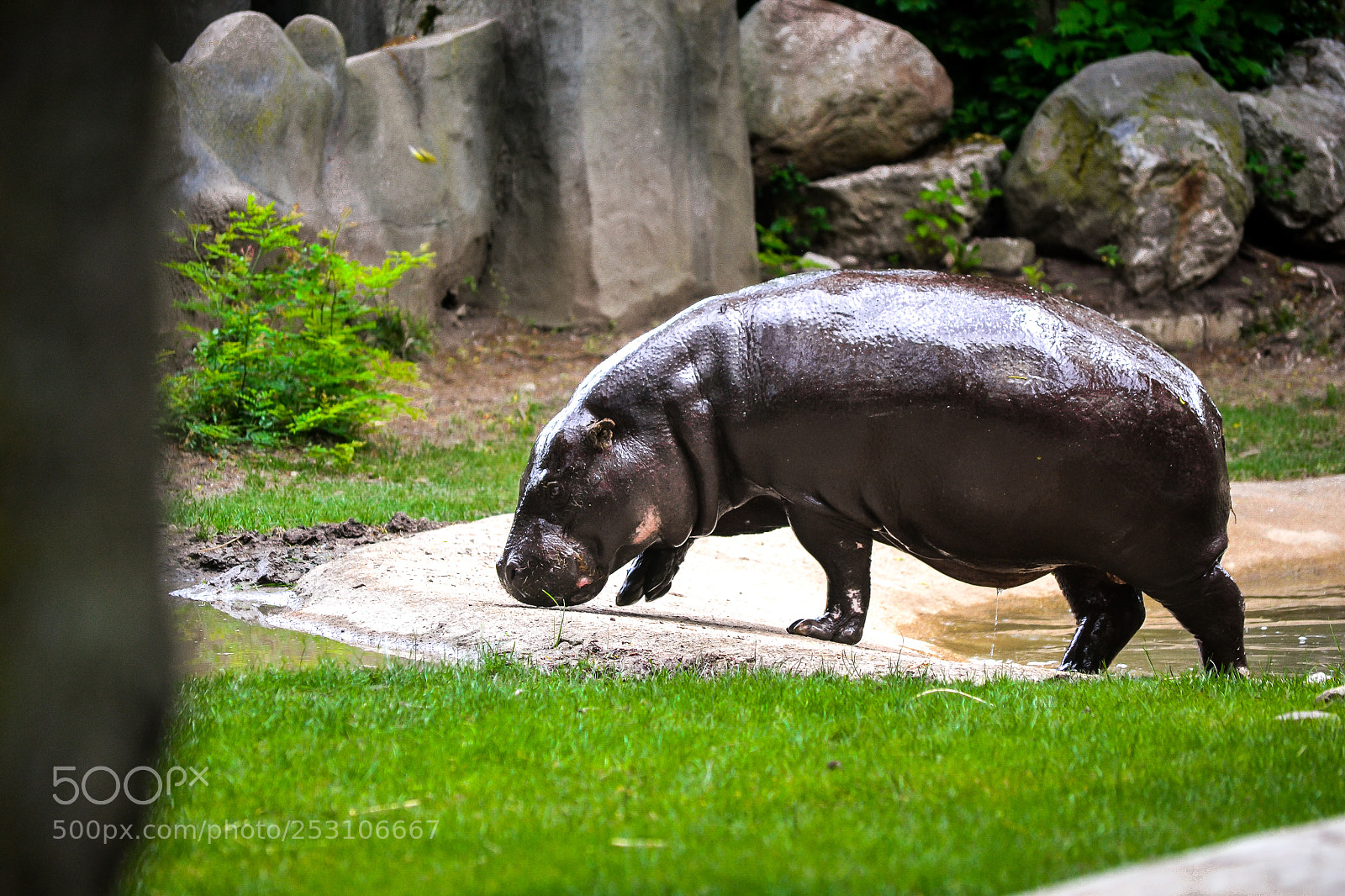 Nikon D3100 sample photo. Pygmy hippo photography