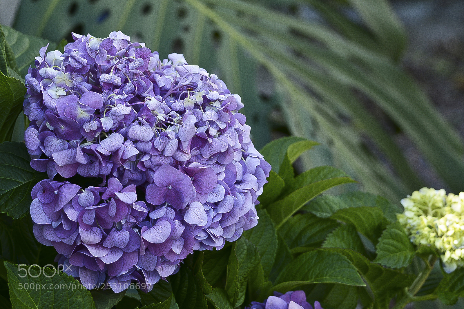 Nikon D7100 sample photo. Flores de um jardim. photography